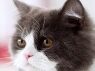 【猫用サプリメント】株式会社ウィズペティ・シニア猫の健康維持に「毎日一緒　DHA＆EPA」獣医師推奨/国産