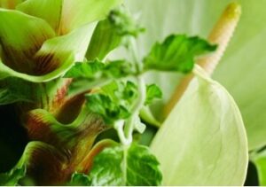 m 【緑の花の定期便】株式会社ＱＵＡＮＴＵＭ【月に一度、緑の花とストーリーをお届け】緑の花がある暮らし