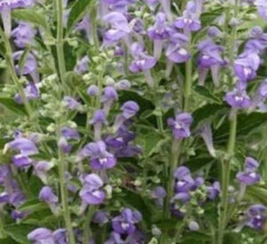 o オウゴンエキス 10mL 日本漢方医薬研究所 化粧品原料・原液 通販 - Google Chrome 20220707 161051